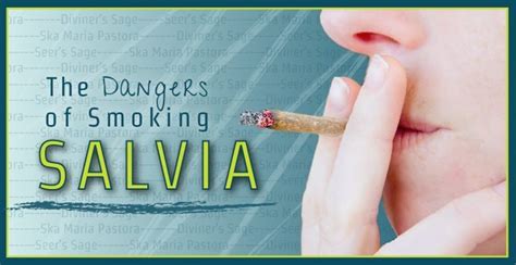 Dangers of Smoking Salvia